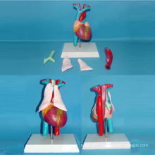 Heart Arteries and Veins Medical Anatomy Model (R130103)